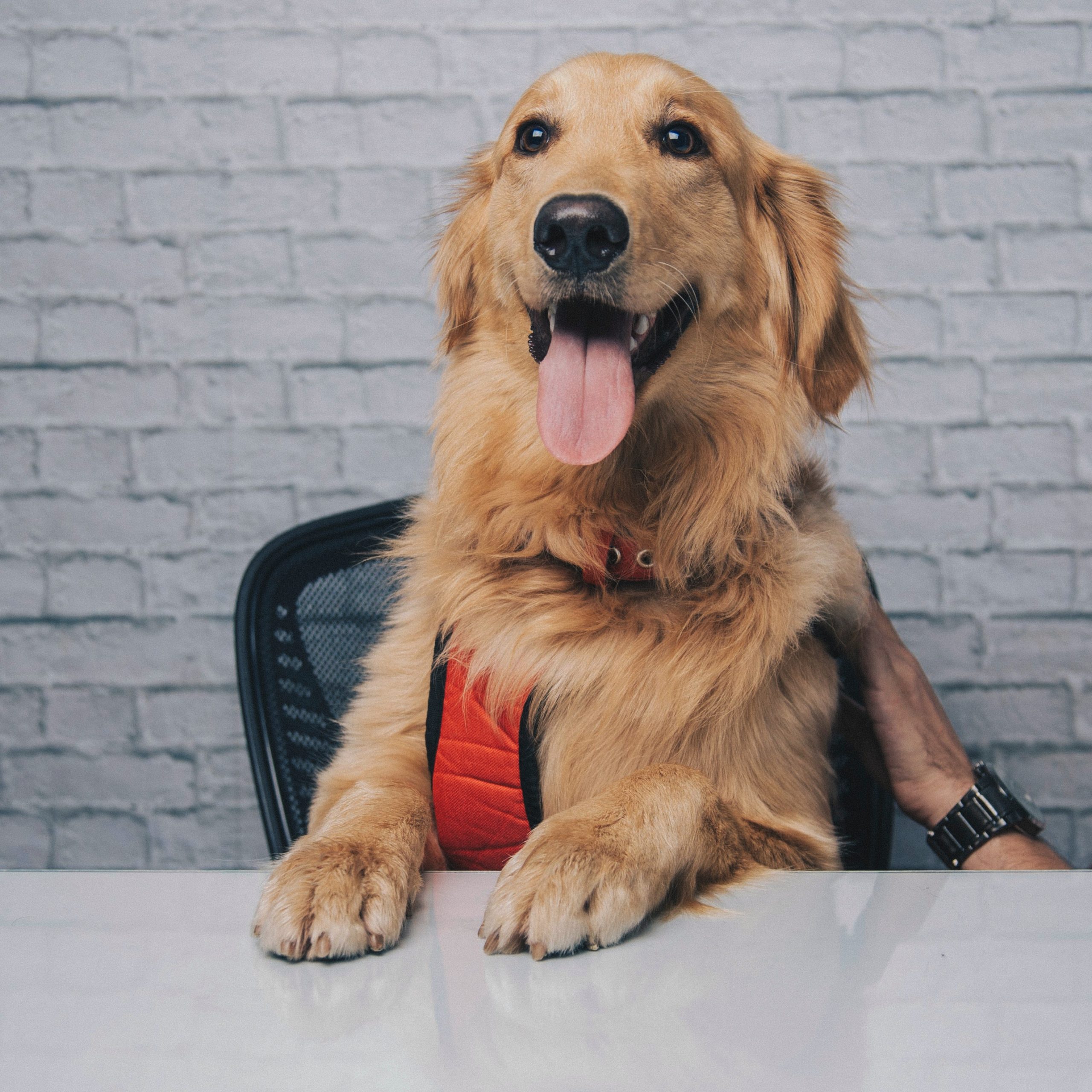 Dog friendly hotel in York - B+B York Dog friendly hotel in York - B+B York