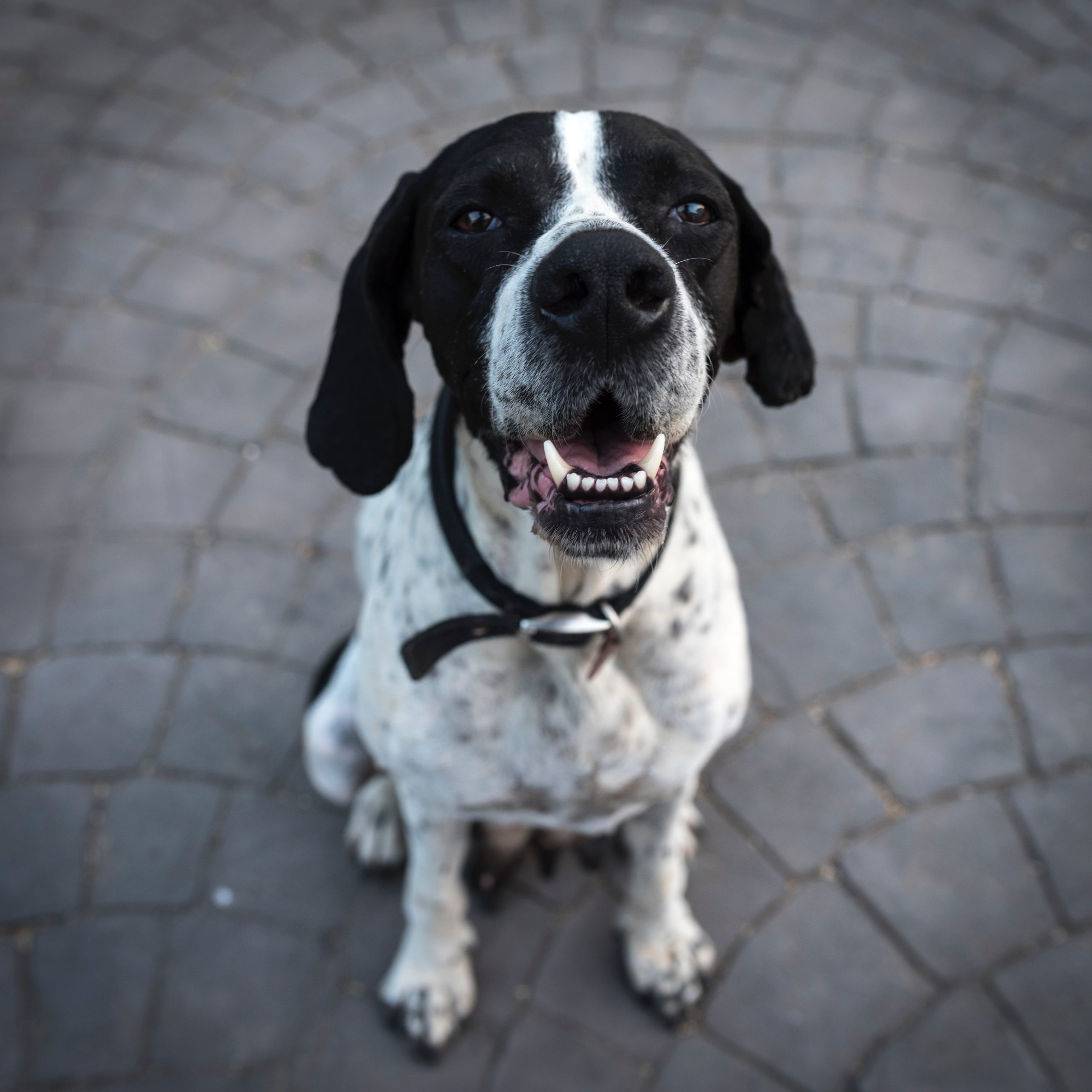 Dog friendly hotel in York - B+B York Dog friendly hotel in York - B+B York
