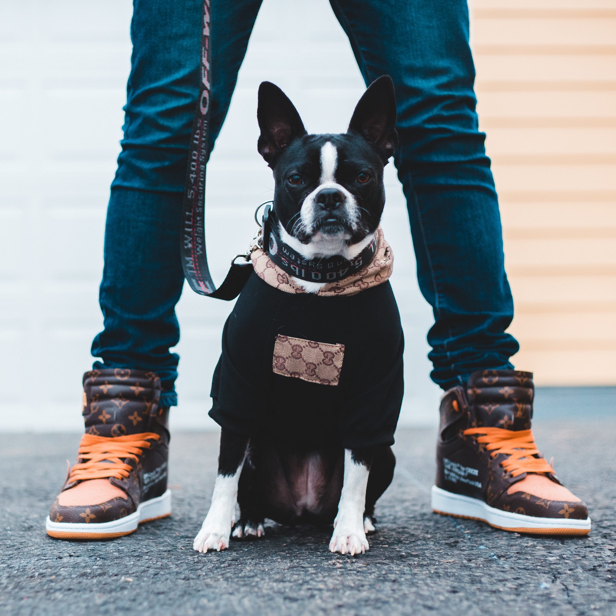 Dog friendly hotel in York - B+B York Dog friendly hotel in York - B+B York