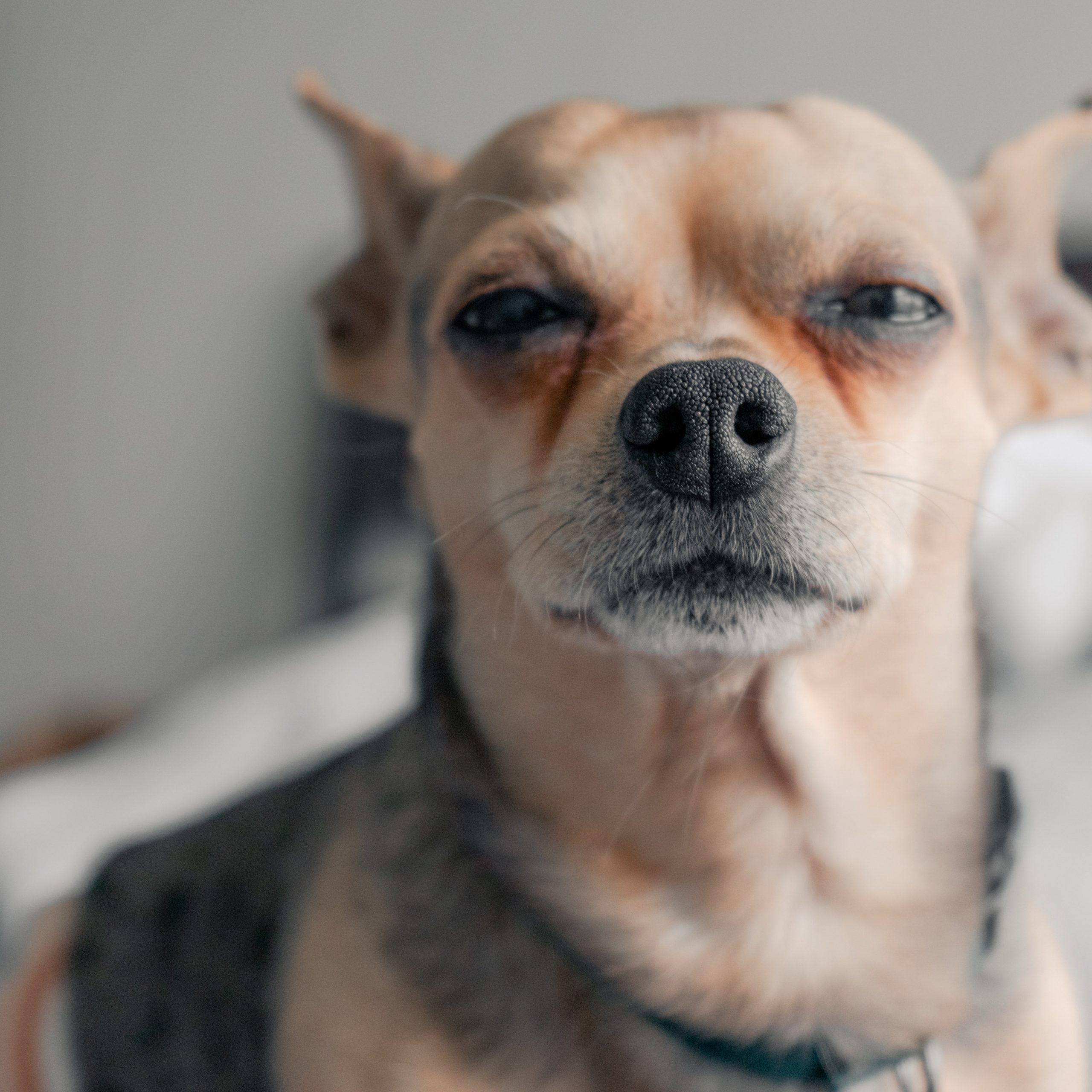 Dog friendly hotel in York - B+B York Dog friendly hotel in York - B+B York