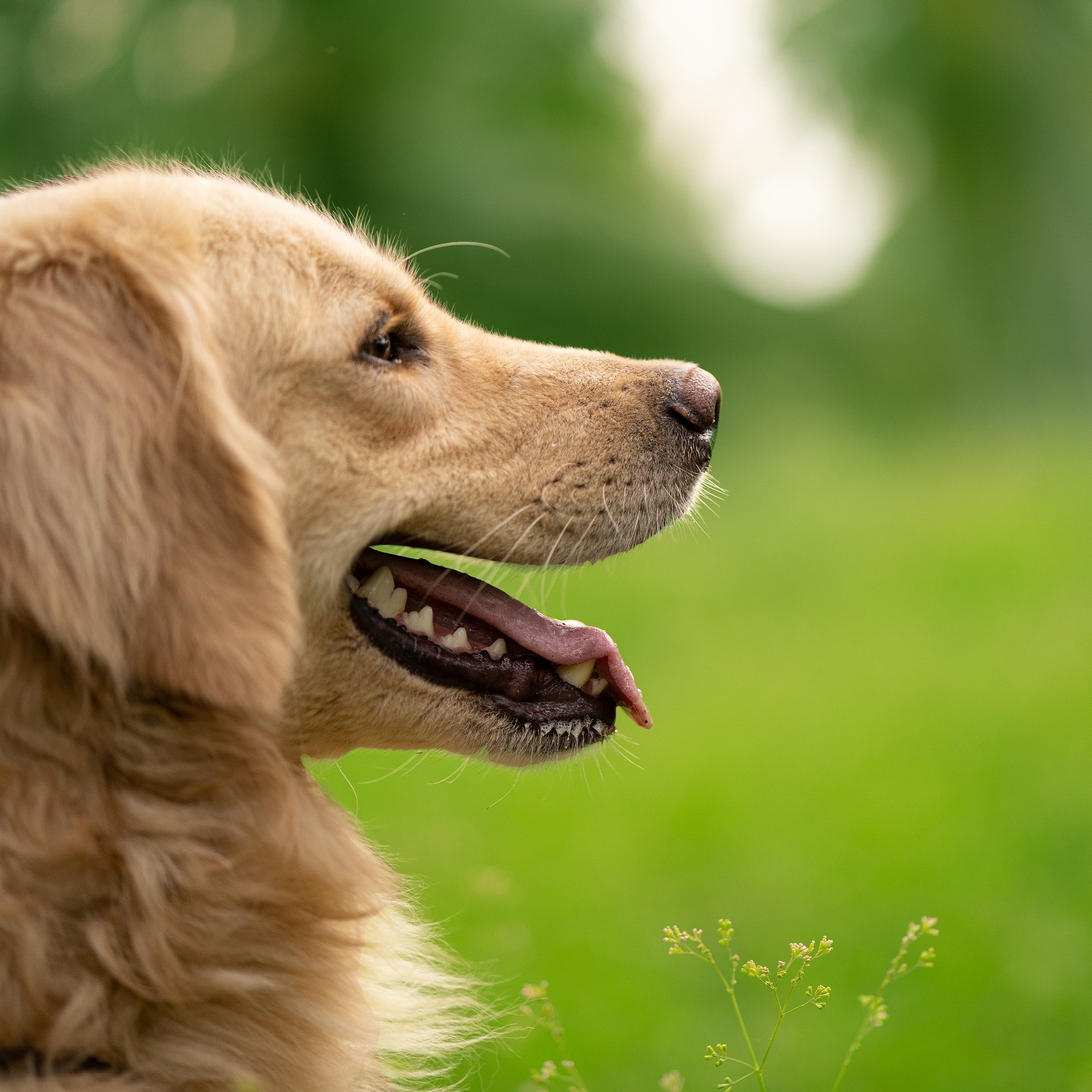 Dog friendly hotel in York - B+B York Dog friendly hotel in York - B+B York